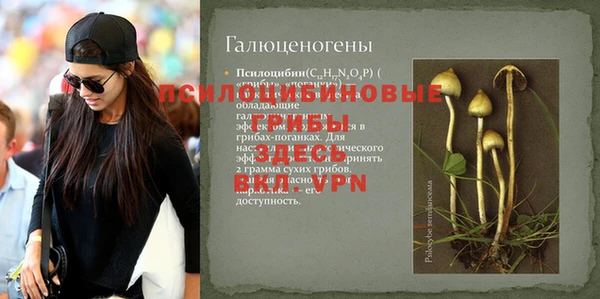 гашик Алексин